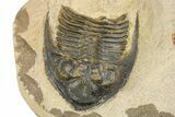 Reedops Trilobite With Partial Zlichovaspis - Atchana, Morocco #273062-3